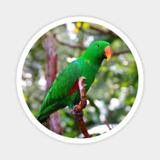 Stunning Eclectus Parrot on Branch Magnet